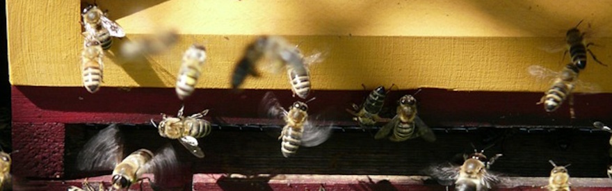 Bienen am Flugloch
